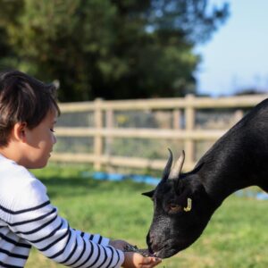 ferme pedagogique pornic eco domaine la fontaine hotel