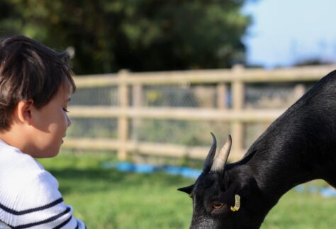 ferme pedagogique pornic eco domaine la fontaine hotel