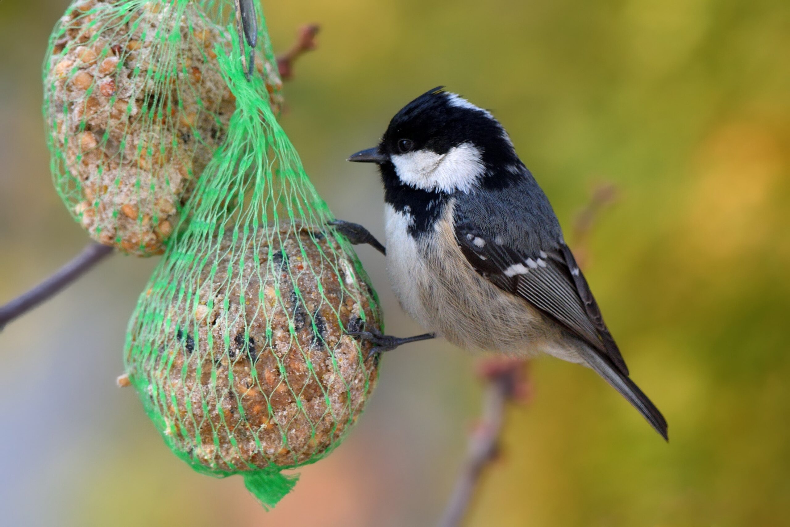 boule-de-graisse-oiseaux-min-scaled.jpeg