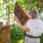 decouverte-apiculture.jpg