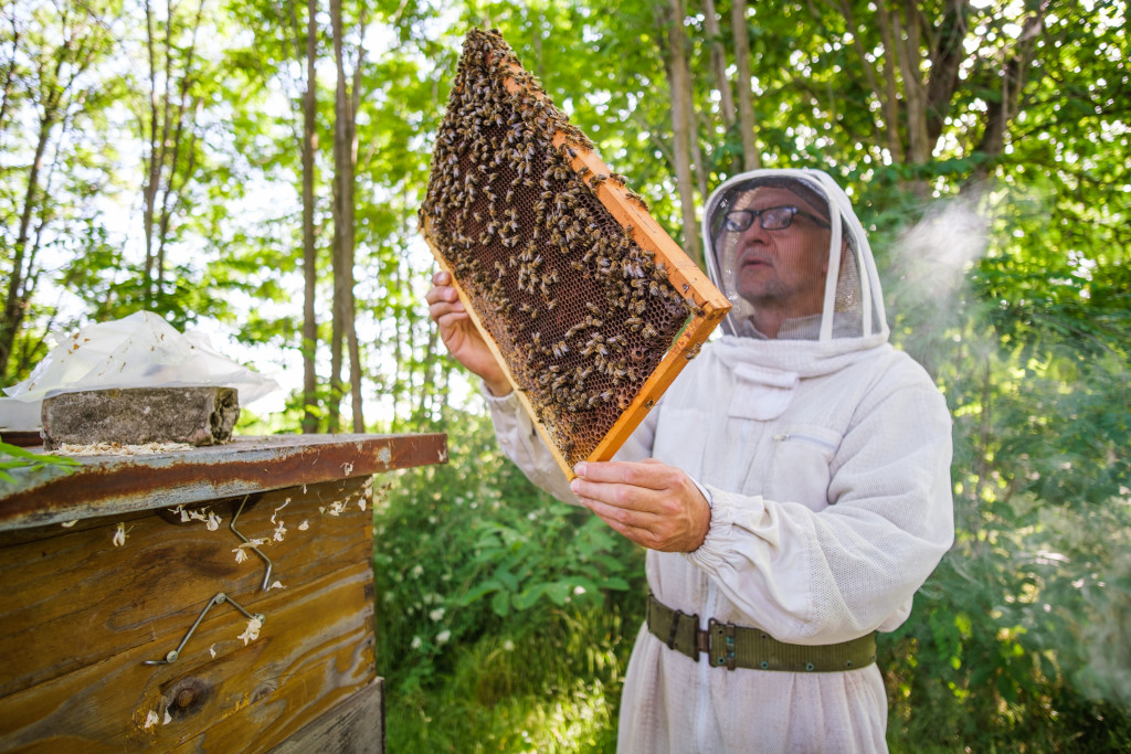 decouverte-apiculture.jpg