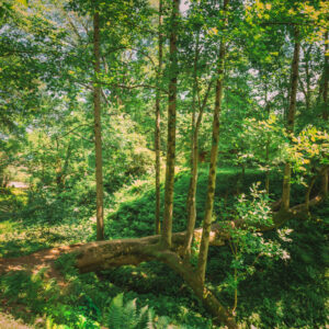 jardin-foret.jpg