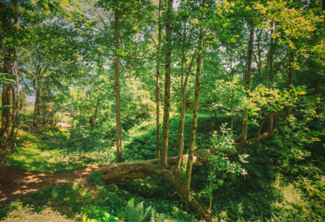 jardin-foret.jpg