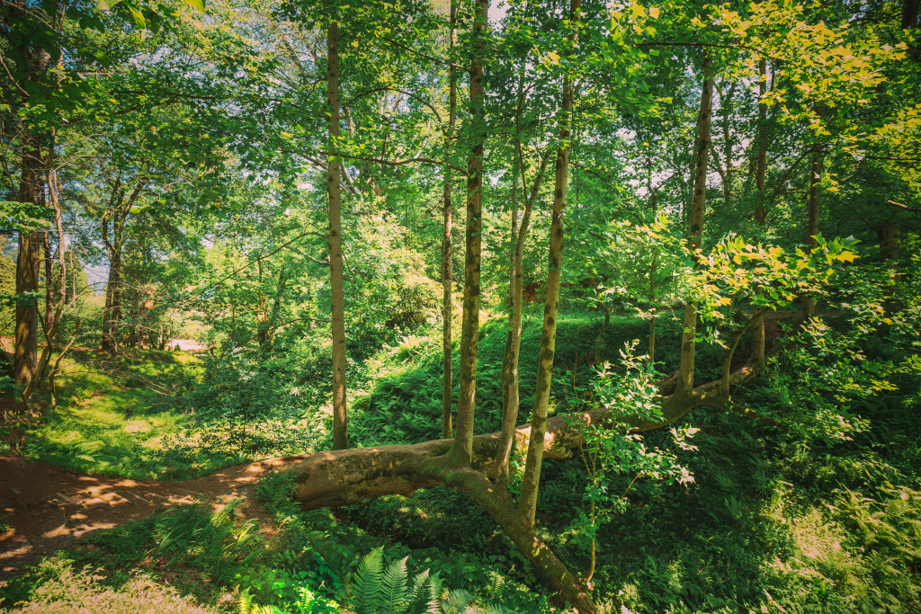 jardin-foret.jpg