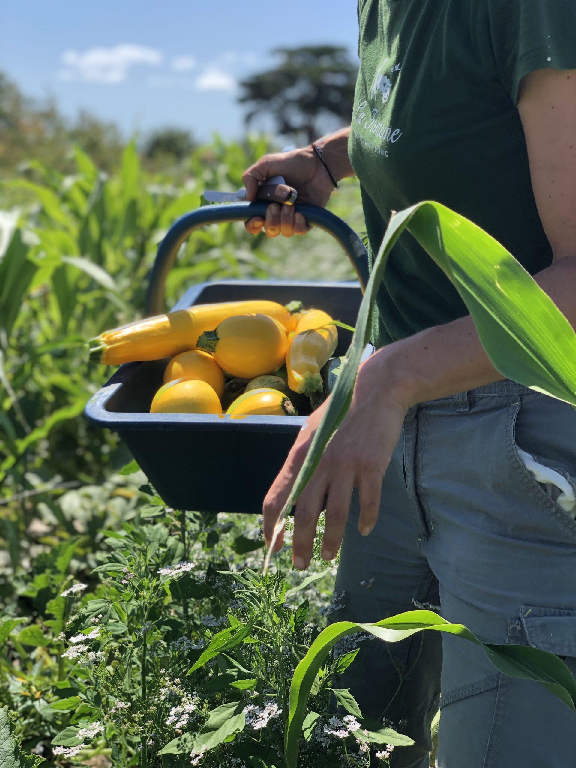 Stage Permaculture Potager
