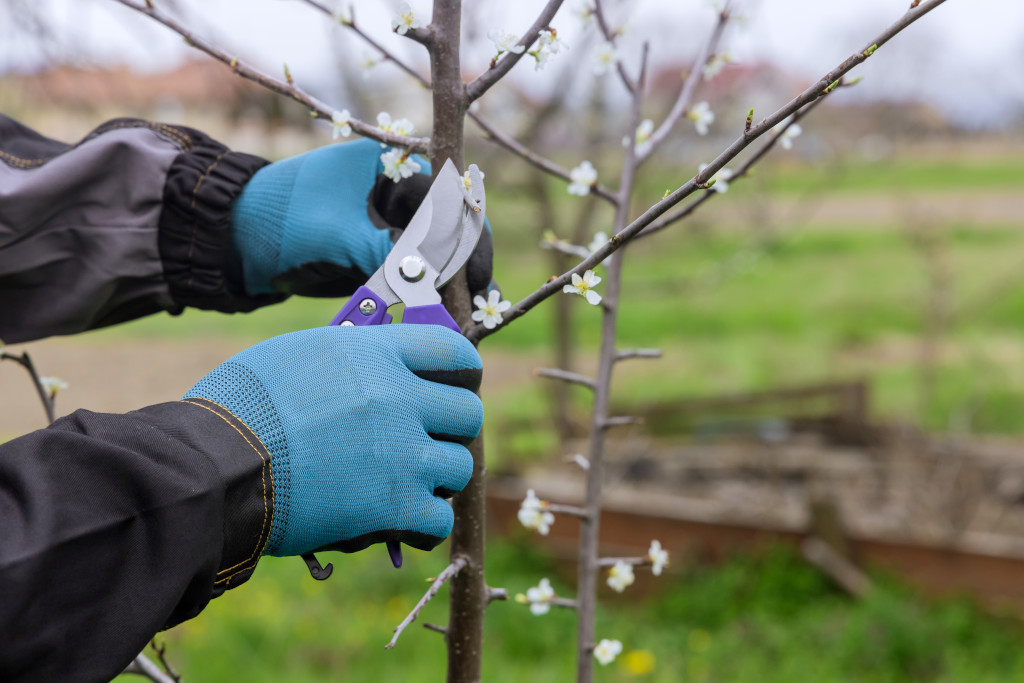 tailler-arbres-fruitiers-ete.jpg
