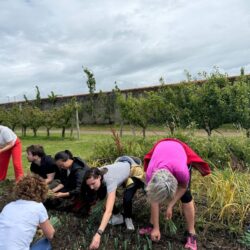 Jardinage en groupe dans un potager