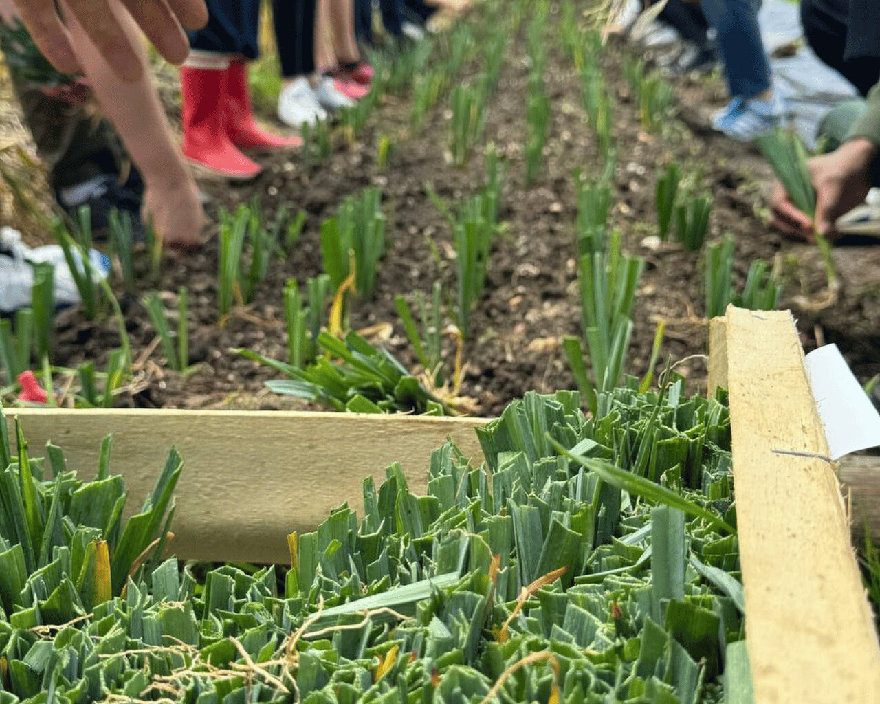 Planting vegetable seedlings in garden