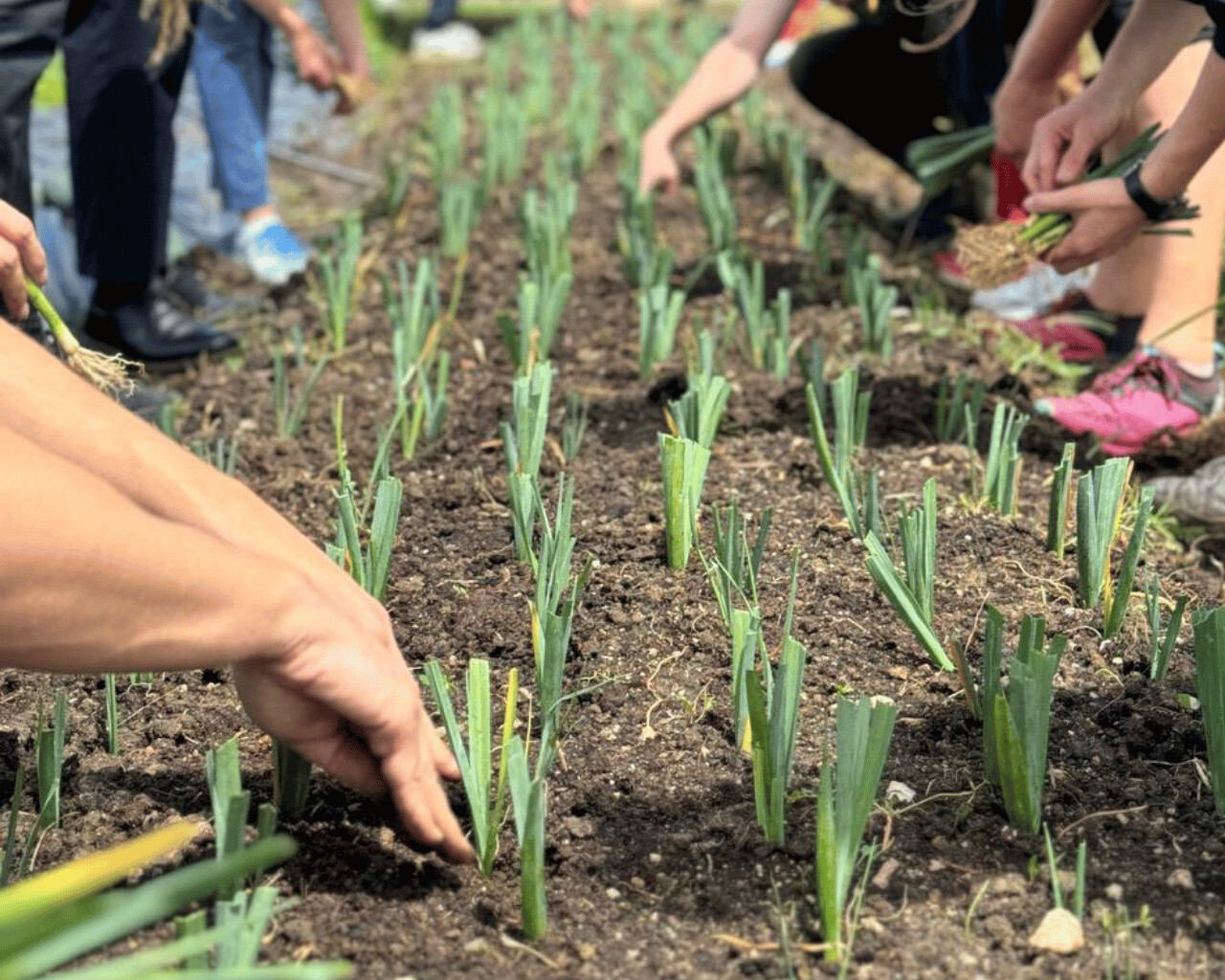 Plantation d'oignons dans le jardin