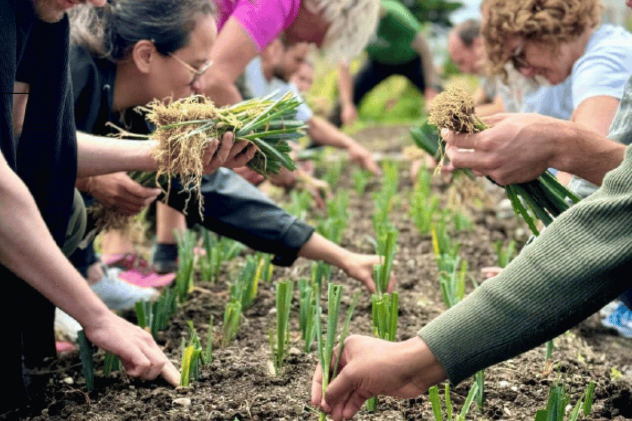 Récolte de légumes dans un champ