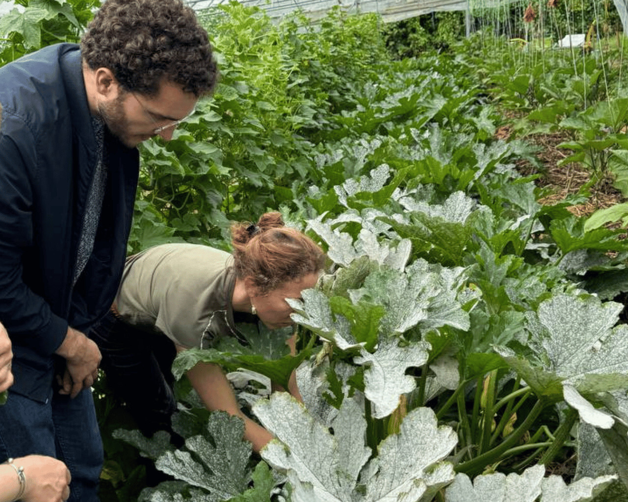 Jardinage dans une serre de courgettes