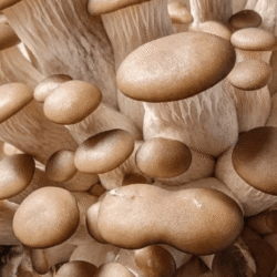 Champignons evenement Pornic hotel la fontaine