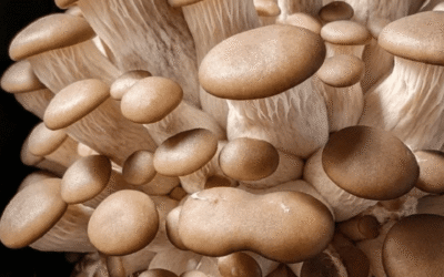 La Fête des Champignons de la Fontaine